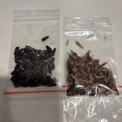 植物のタネの画像