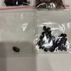 植物のタネの画像