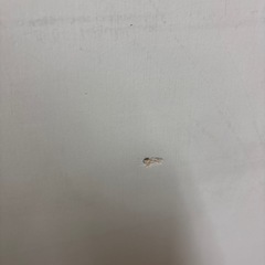 【ジャングル深井店】★7段チェスト 収納 おしゃれ 家具 簡易クリーニング済 堺市 深井の画像