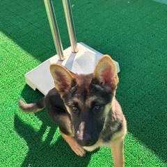 元気いっぱい！ツヤツヤの毛が魅力的🐶おはぎ君🐶