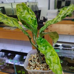 【現物】アグラオネマ　ピクタム　トリカラー　WIDE【観葉植物】の画像