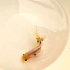 関東東錦の画像