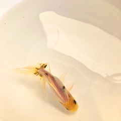 関東東錦の画像