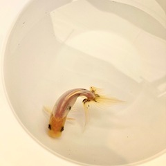 関東東錦の画像