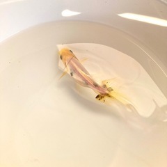 関東東錦の画像