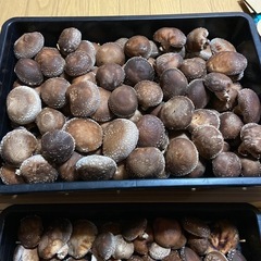 原木椎茸　生椎茸　本日収穫　キロ1000円の画像