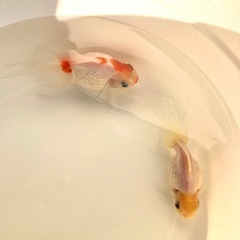 高頭パール（ペア）の画像