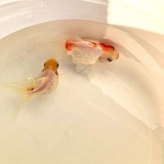 高頭パール（ペア）の画像