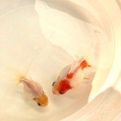 高頭パール（ペア）の画像