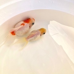 高頭パール（ペア）の画像