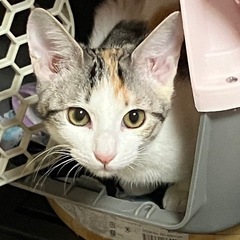 仲良しやんちゃ兄妹です