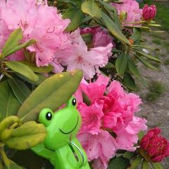 シャクナゲ 1株の画像