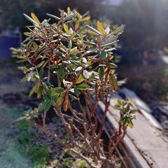 シャクナゲ 1株の画像