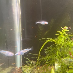 メダカセット（メダカ２匹➕ルリーシュリンプ約２０匹➕ヤマトヌマエビ２匹＋石巻貝＋ヒメタニシ
）の画像