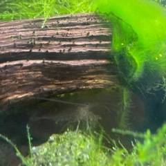 メダカセット（メダカ２匹➕ルリーシュリンプ約２０匹➕ヤマトヌマエビ２匹＋石巻貝＋ヒメタニシ
）の画像