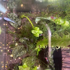 メダカセット（メダカ２匹➕ルリーシュリンプ約２０匹➕ヤマトヌマエビ２匹＋石巻貝＋ヒメタニシ
）の画像