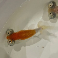 金魚 頂点眼の画像