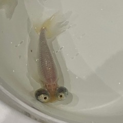 金魚 頂点眼の画像