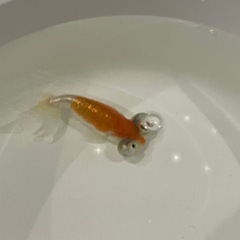 金魚 頂点眼の画像