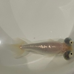 金魚 頂点眼の画像
