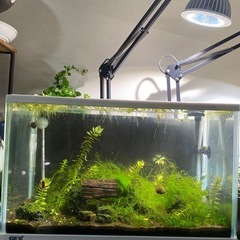 メダカセット（メダカ２匹➕ルリーシュリンプ約２０匹➕ヤマトヌマエビ２匹＋石巻貝＋ヒメタニシ
）の画像