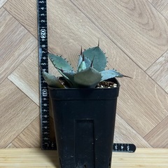 アガベ　パリー　トランカータ　の画像