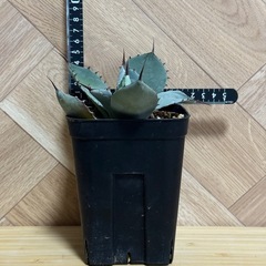 アガベ　パリー　トランカータ　の画像