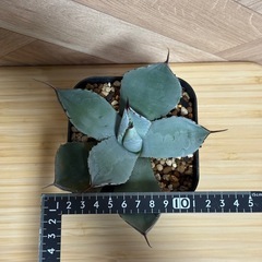 アガベ　パリー　トランカータ　の画像