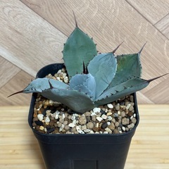 アガベ　パリー　トランカータ　の画像