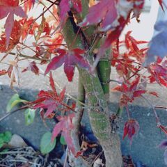 若木　もみじ 1株の画像