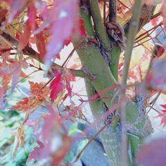 若木　もみじ 1株の画像