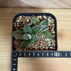 アガベ　パリー var. トランカータ "ベッドオブネイル"の画像