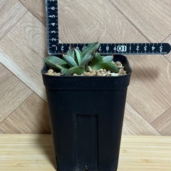 アガベ　パリー var. トランカータ "ベッドオブネイル"の画像