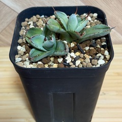 アガベ　パリー var. トランカータ "ベッドオブネイル"の画像