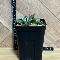 アガベ　パリー var. トランカータ "ベッドオブネイル"の画像