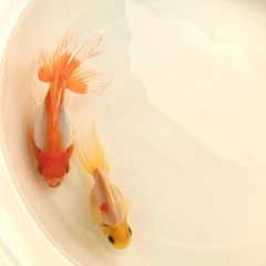 高頭パール（ペア）の画像