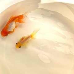 高頭パール（ペア）の画像