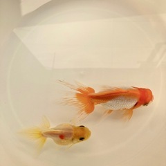 高頭パール（ペア）の画像