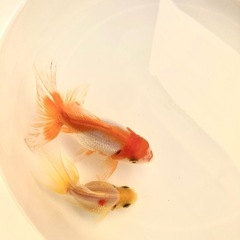 高頭パール（ペア）の画像