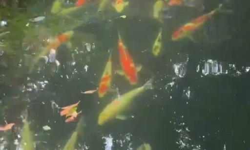 錦鯉