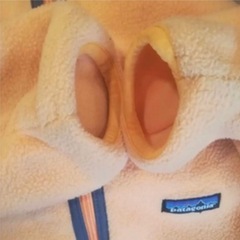 パタゴニア　シンチラの画像