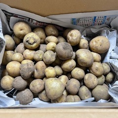 新じゃが じゃがいも キタアカリ 約1kg 小粒サイズの画像