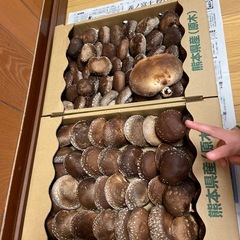 原木椎茸　生椎茸　本日収穫　キロ1000円の画像