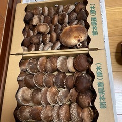 原木椎茸　生椎茸　本日収穫　キロ1000円の画像