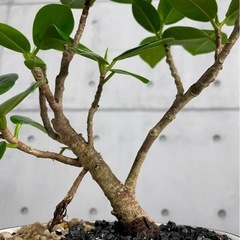 パンダガジュマル/デザイン陶器鉢の画像