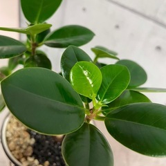 パンダガジュマル/デザイン陶器鉢の画像