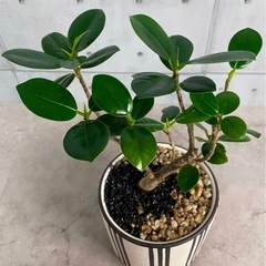 パンダガジュマル/デザイン陶器鉢の画像