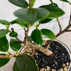 パンダガジュマル/デザイン陶器鉢の画像