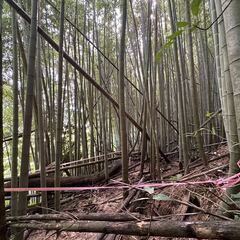 12月22日竹林整備のボランティア（福岡雷山ゴルフ場）