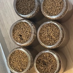 国産ノコギリクワガタ 幼虫6匹 ブロー容器付きの画像